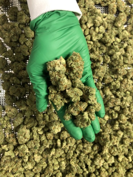 Introducing our member Greentone