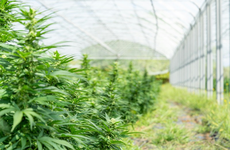 Cannabis et diversification agricole Cannabis et diversification agricole
