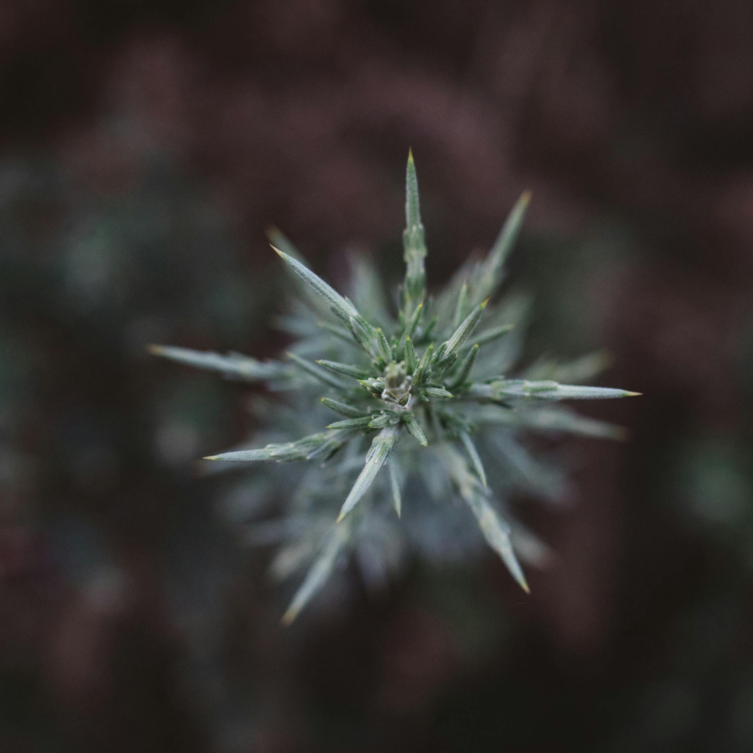 Hemp for a greener economy