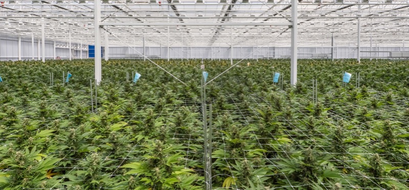 Introducing our member Greentone