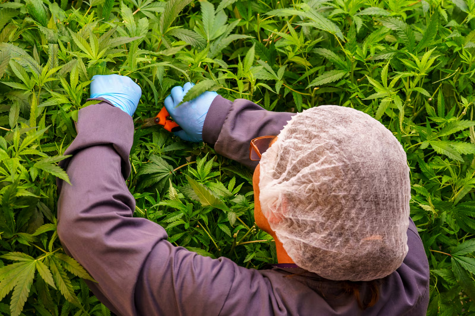 As the elections approach, here are the cannabis industry’s four priorities