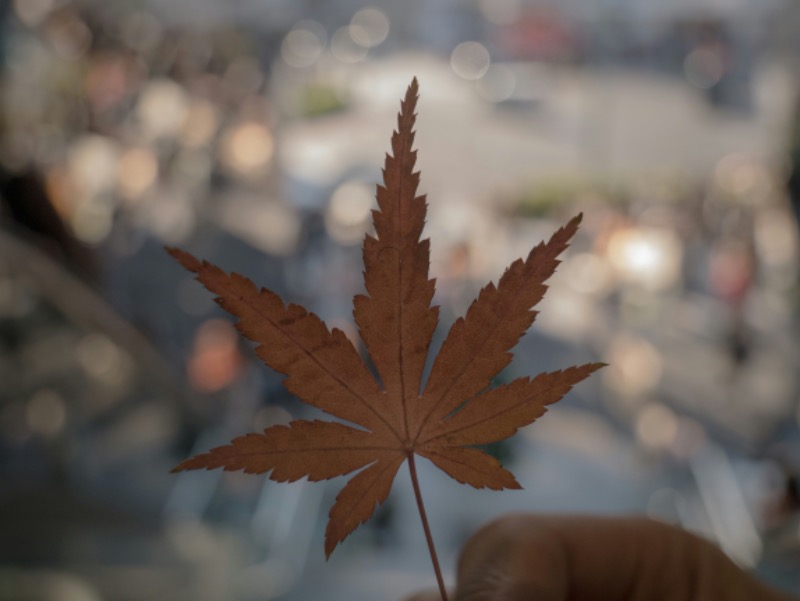 Majorité des Canadiens soutiennent l'industrie du cannabis