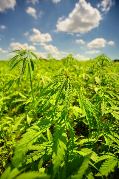AQIC Calls on Health Canada to Modernize the Regulatory Framework for Industrial Hemp