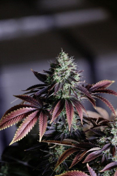 Cannabis : le paradoxe québécois