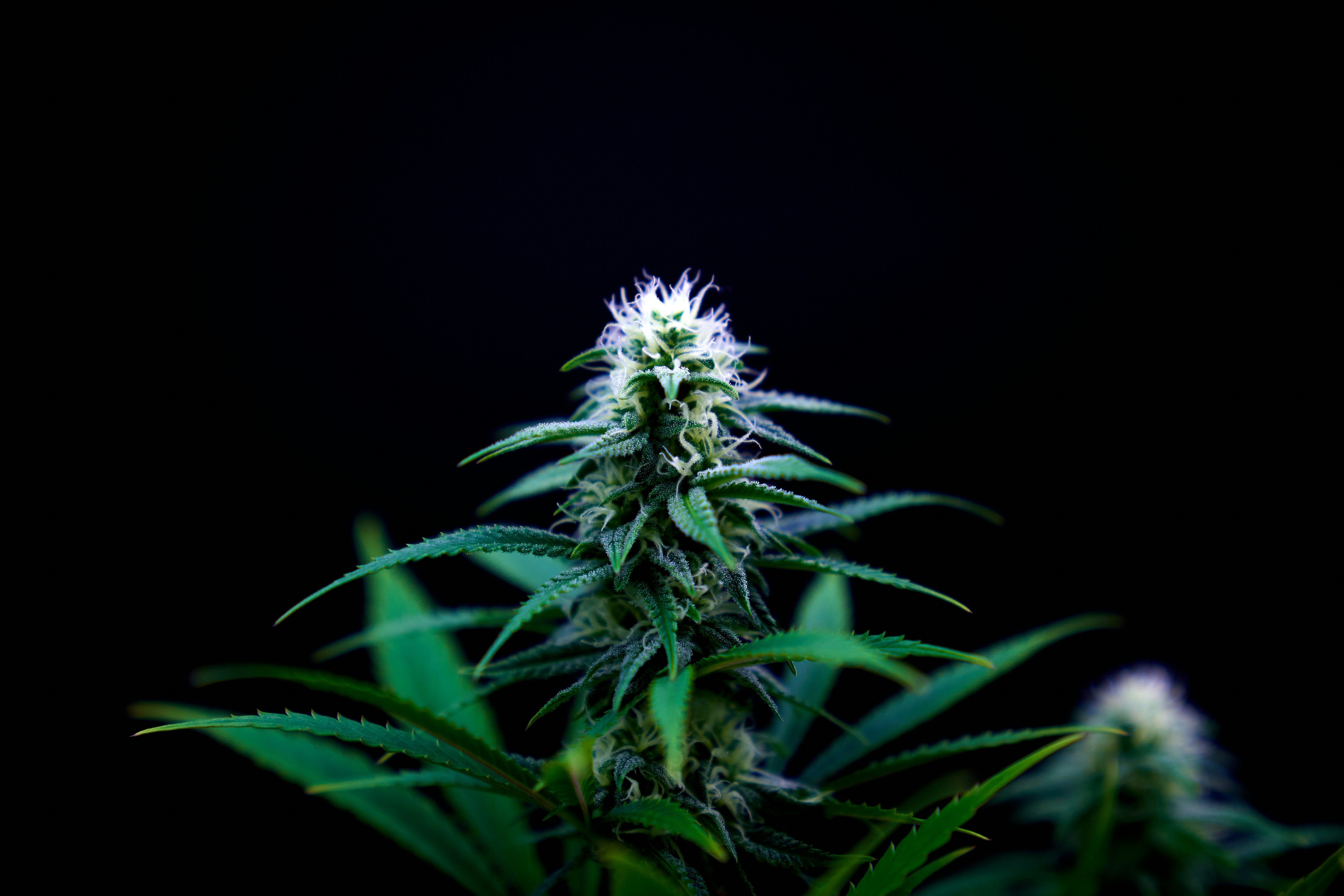 Association Québécoise de l'Industrie du Cannabis
