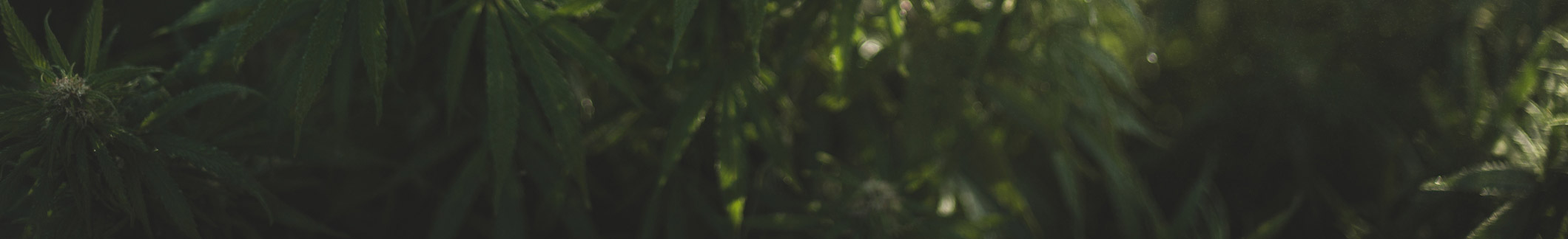 Association Québécoise de l'Industrie du Cannabis