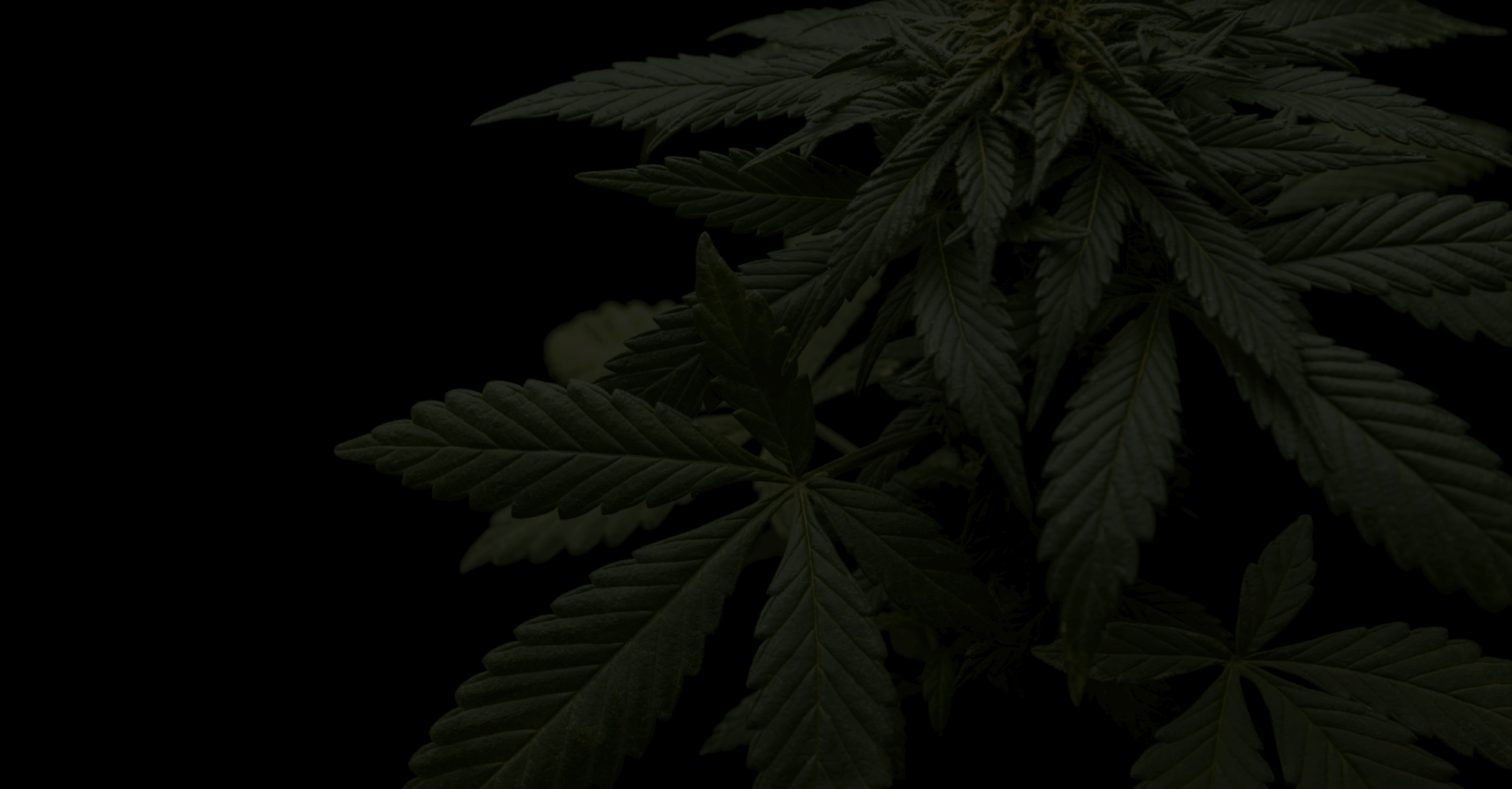 Association Québécoise de l'Industrie du Cannabis